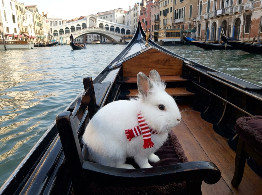 Morty at Venice