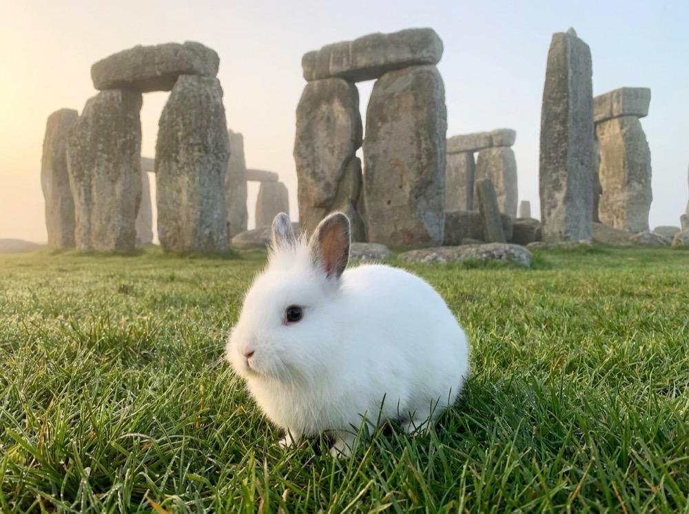 Morty at Stonehenge