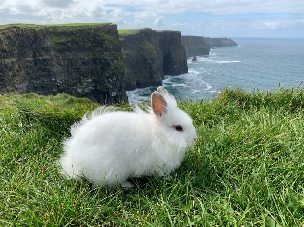 Morty at Cliffs of Moher