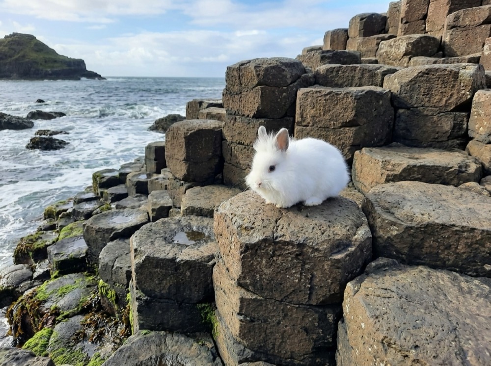 Morty at Giant's Causeway