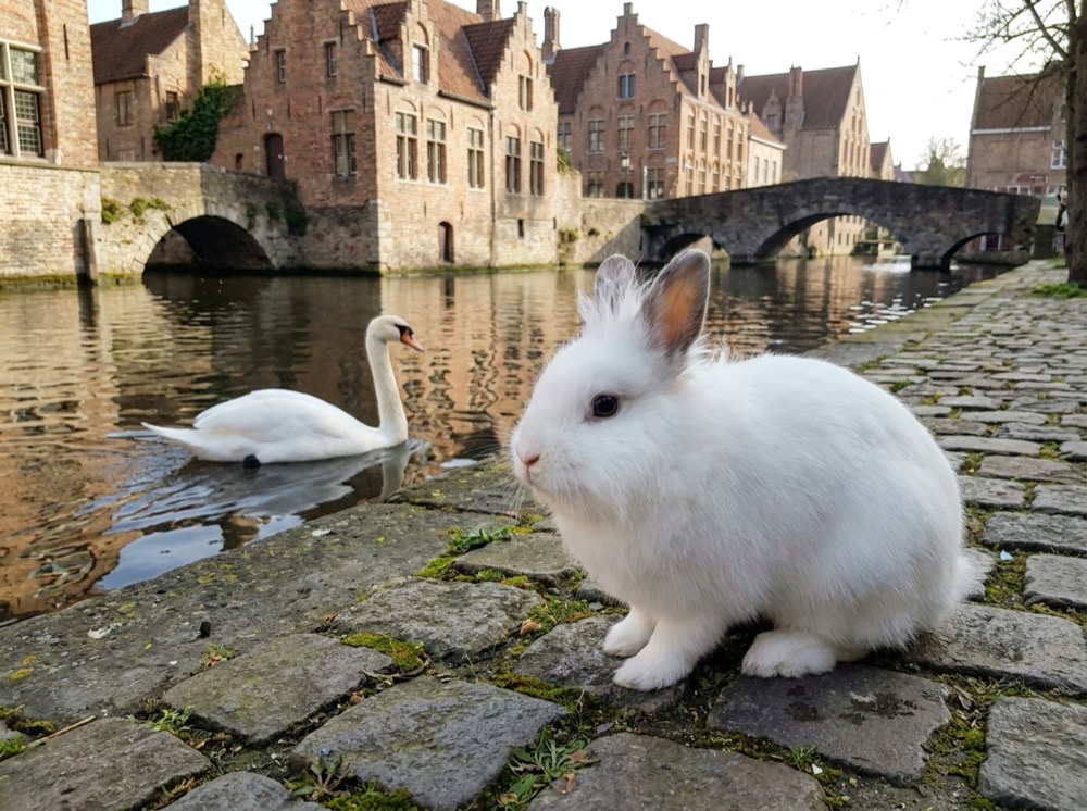 Morty at Bruges