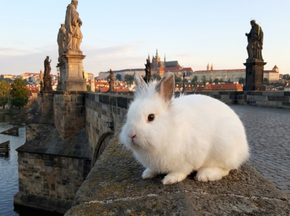 Morty at Charles Bridge, Prague