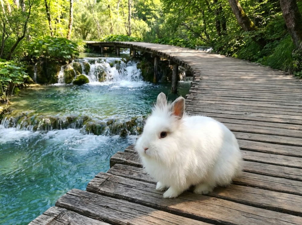 Morty at Plitvice Lakes
