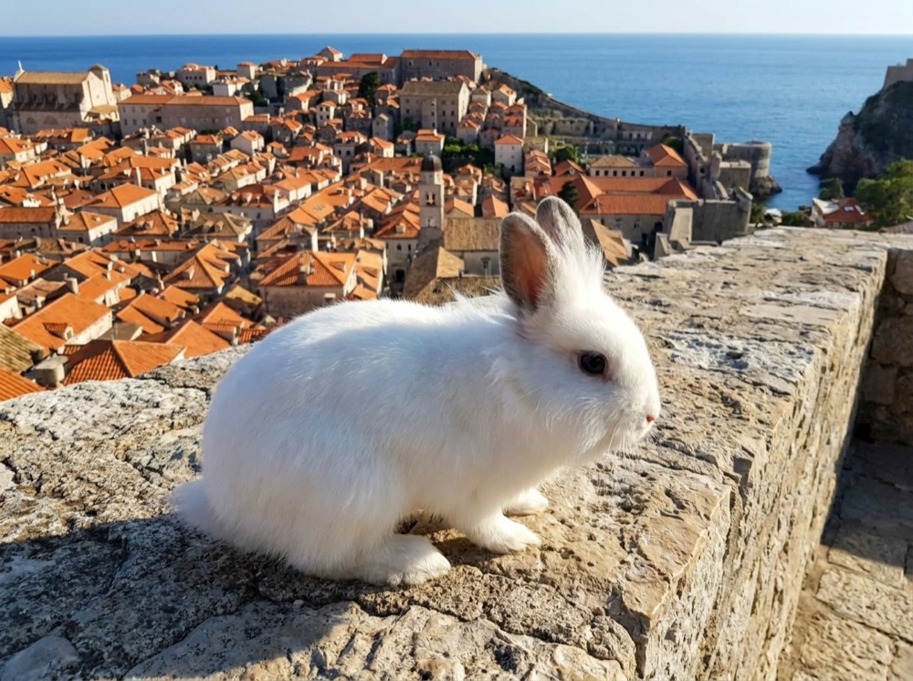 Morty at Dubrovnik