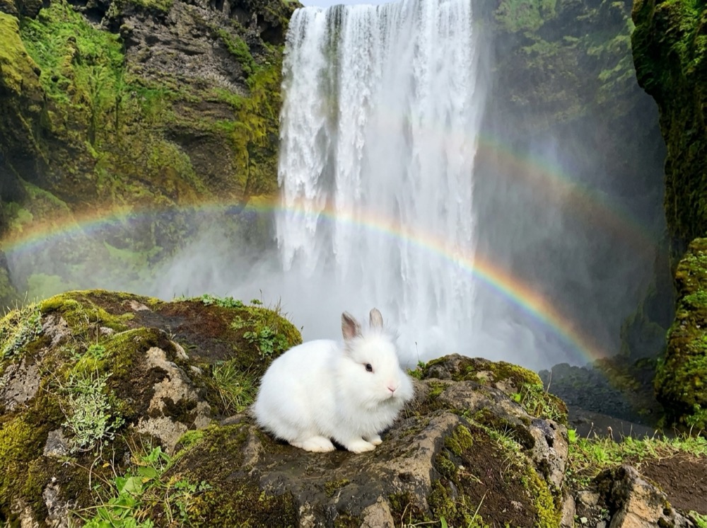 Morty at Skógafoss, Iceland