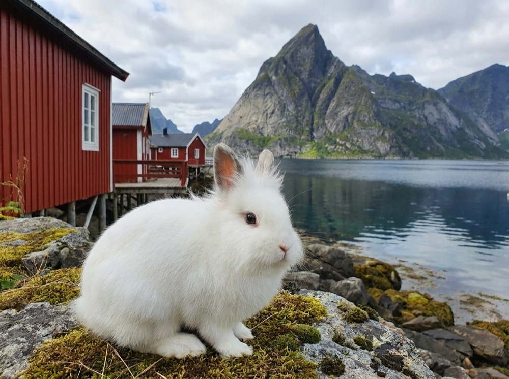 Morty at Lofoten Islands