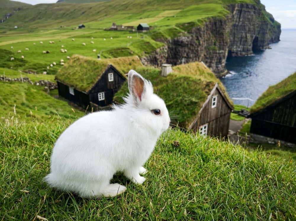 Morty at Faroe Islands