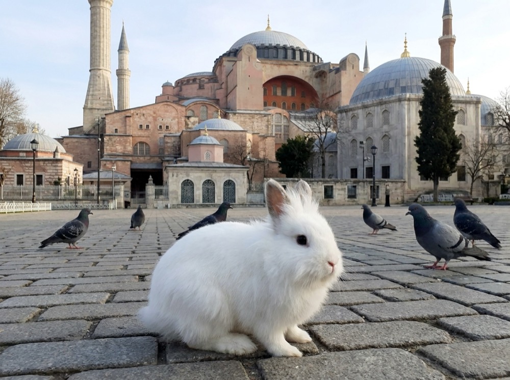 Morty at Hagia Sophia, Istanbul