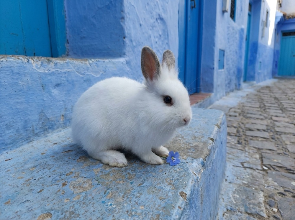 Morty at Chefchaouen