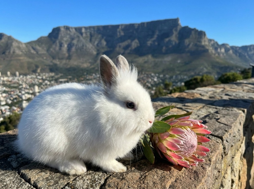 Morty at Table Mountain, Cape Town