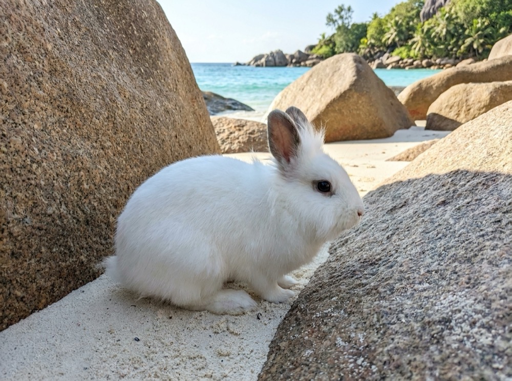 Morty at Anse Source d'Argent, Seychelles