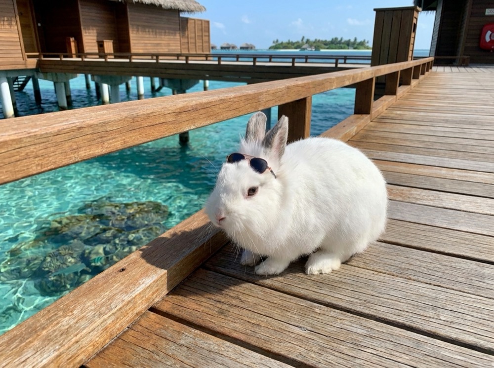 Morty at The Maldives