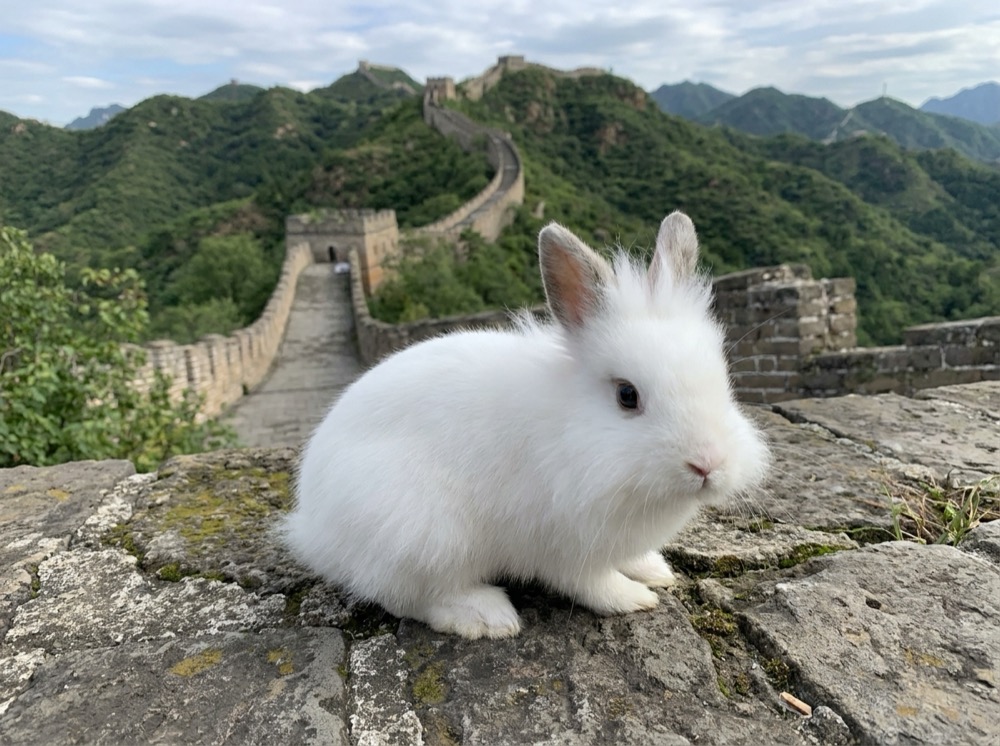 Morty at The Great Wall of China