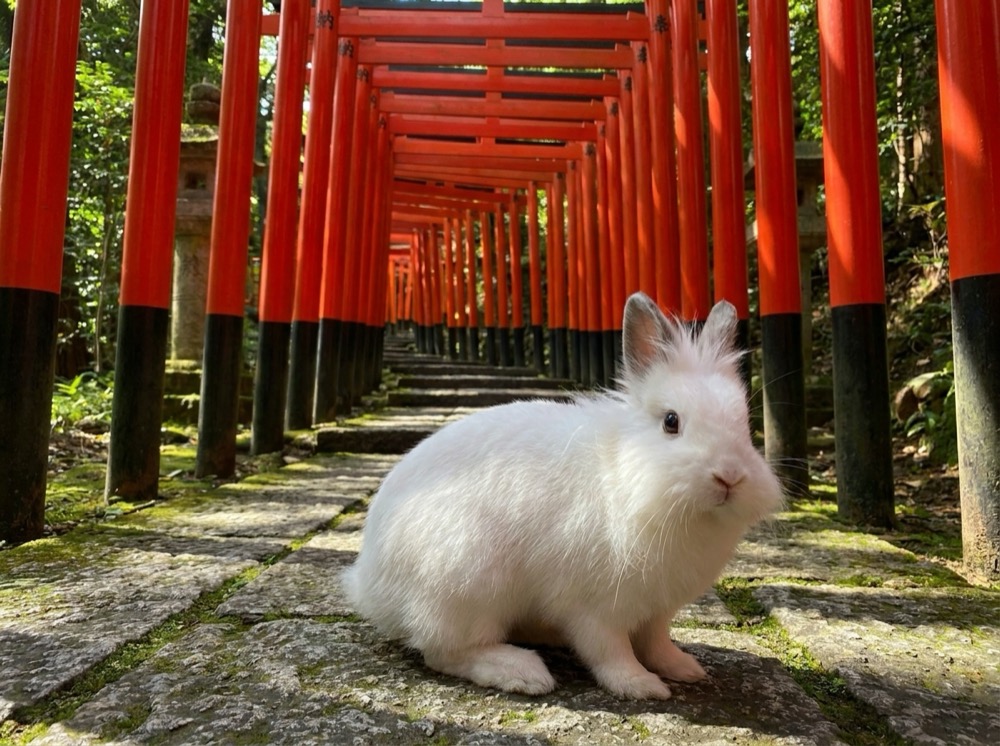Morty at Fushimi Inari, Kyoto