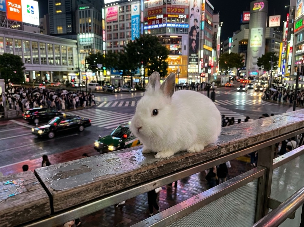 Morty at Shibuya Crossing, Tokyo