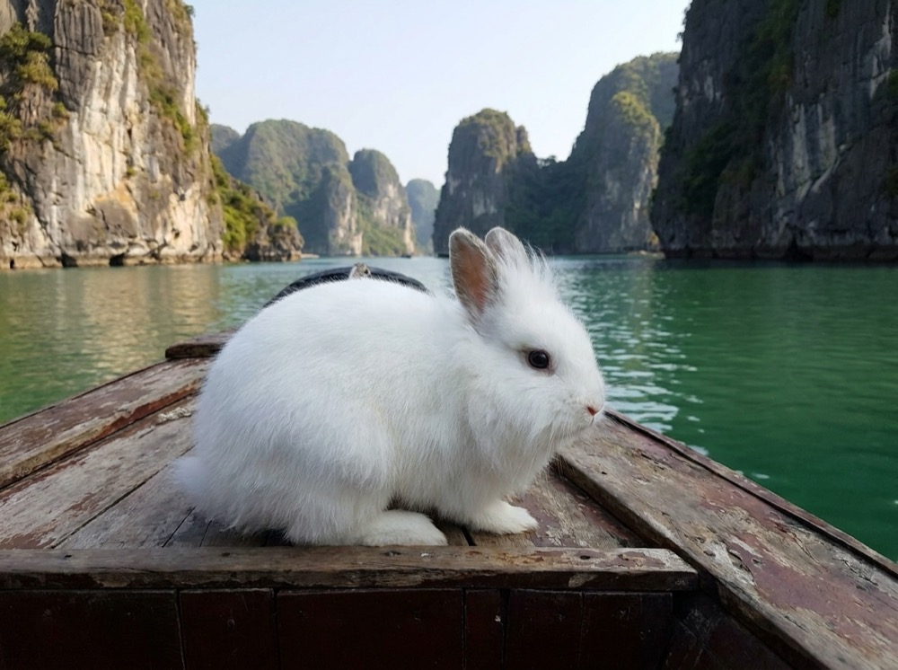 Morty at Ha Long Bay
