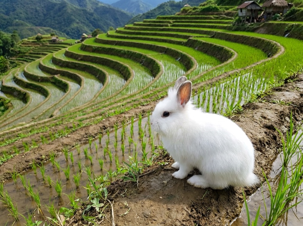 Morty at Banaue Rice Terraces