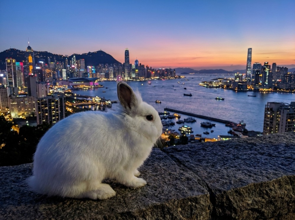 Morty at Victoria Peak, Hong Kong