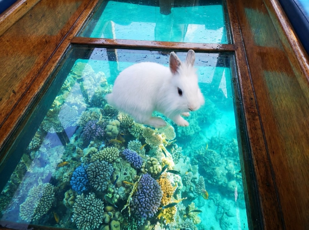 Morty at Great Barrier Reef