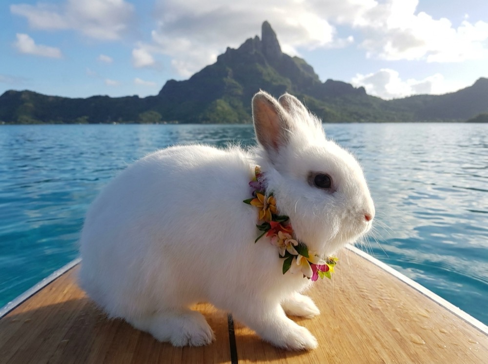 Morty at Bora Bora