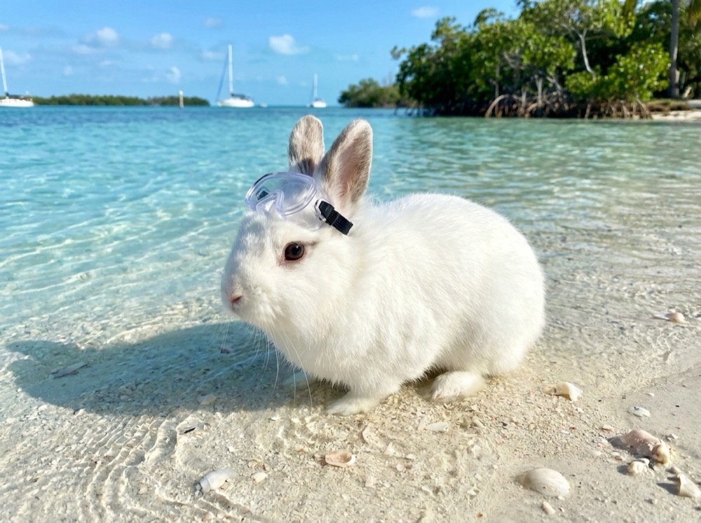 Morty at The Shoals, Florida Keys