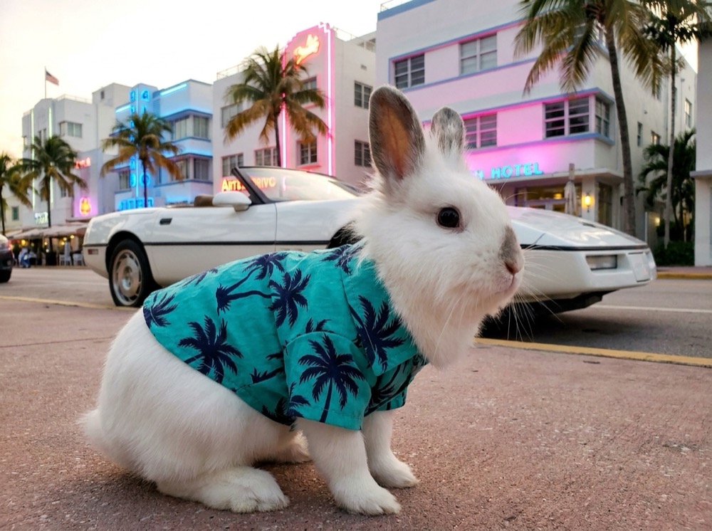 Morty at South Beach, Miami