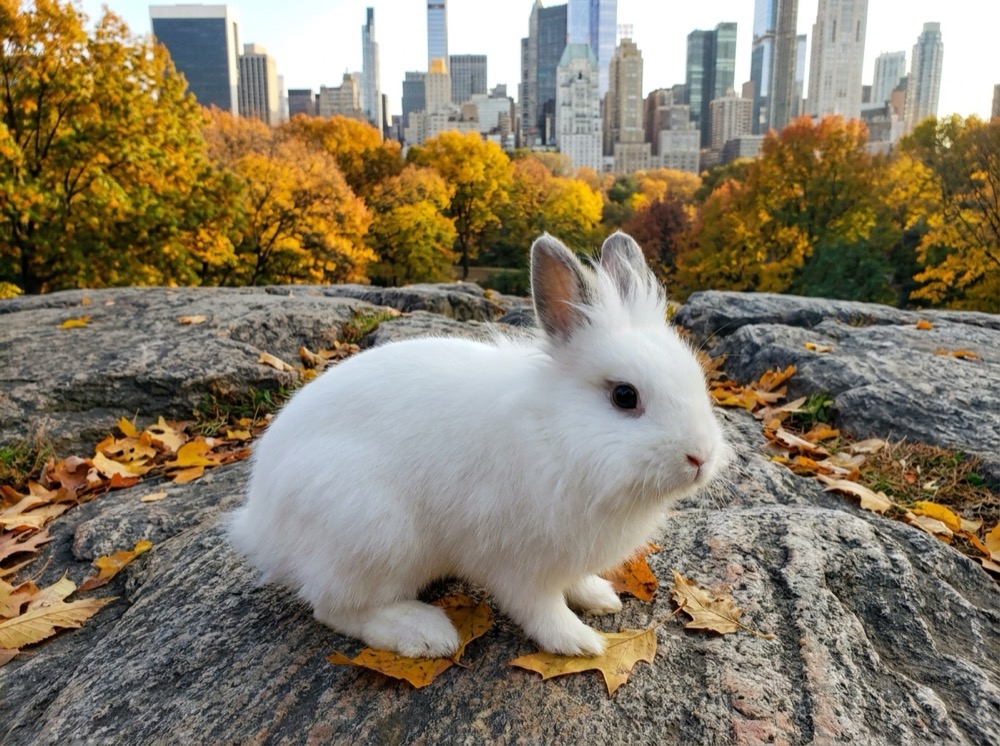 Morty at Central Park, NYC