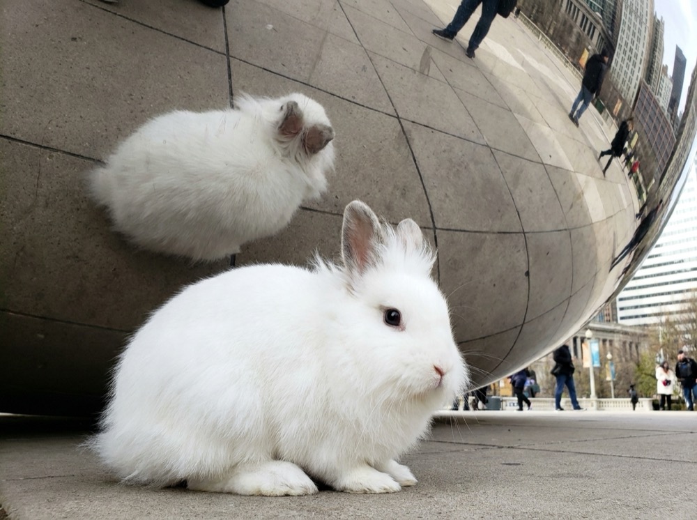 Morty at The Bean, Chicago