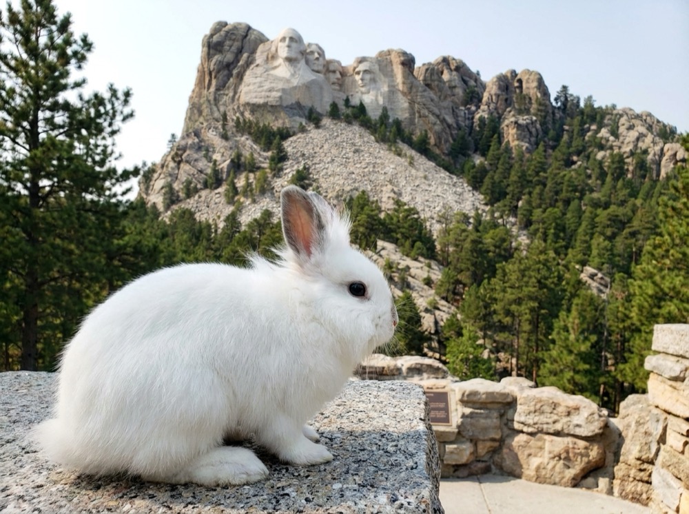 Morty at Mount Rushmore
