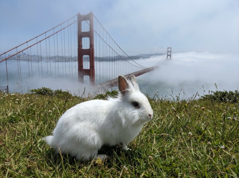 Morty at Golden Gate Bridge