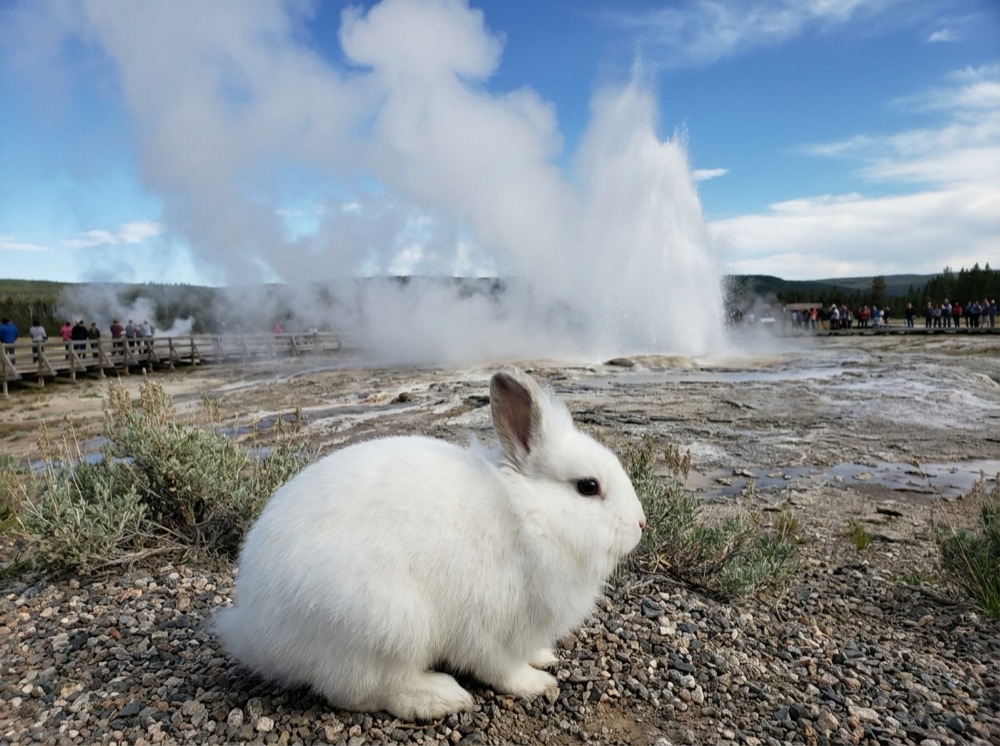 Morty at Old Faithful, Yellowstone