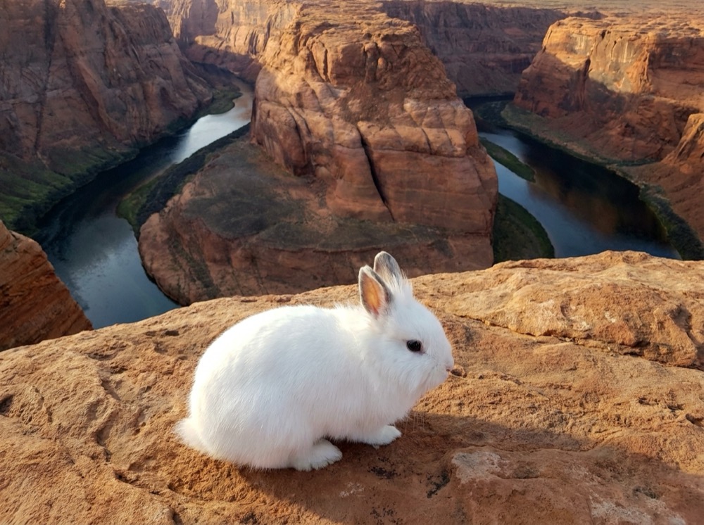 Morty at Horseshoe Bend