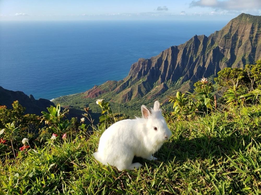 Morty at Nā Pali Coast, Kauai