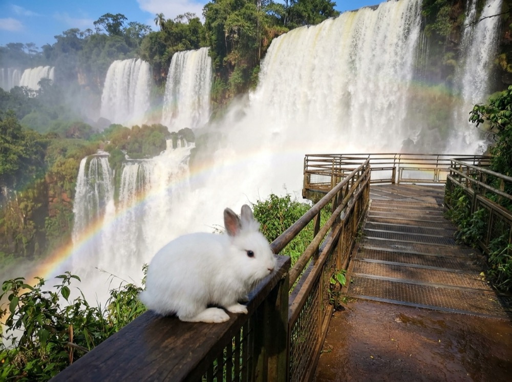 Morty at Iguazú Falls