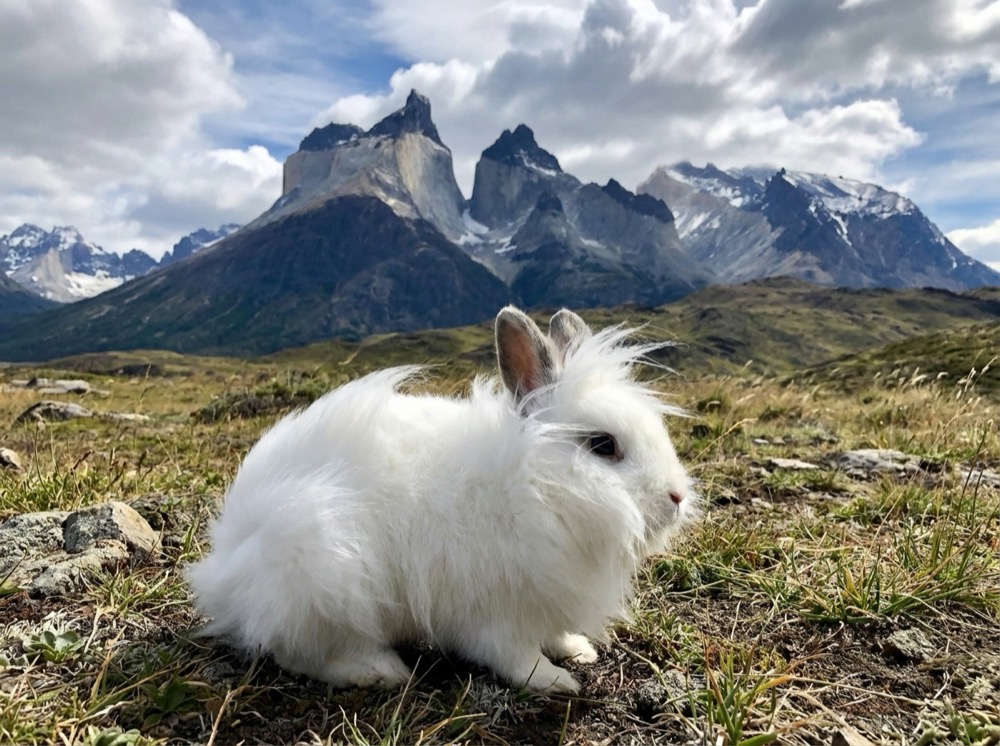Morty at Torres del Paine, Patagonia