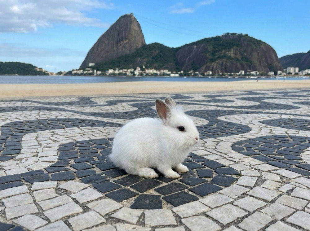 Morty at Rio de Janeiro