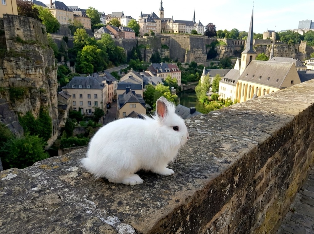 Morty at The Grund Gorge, Luxembourg