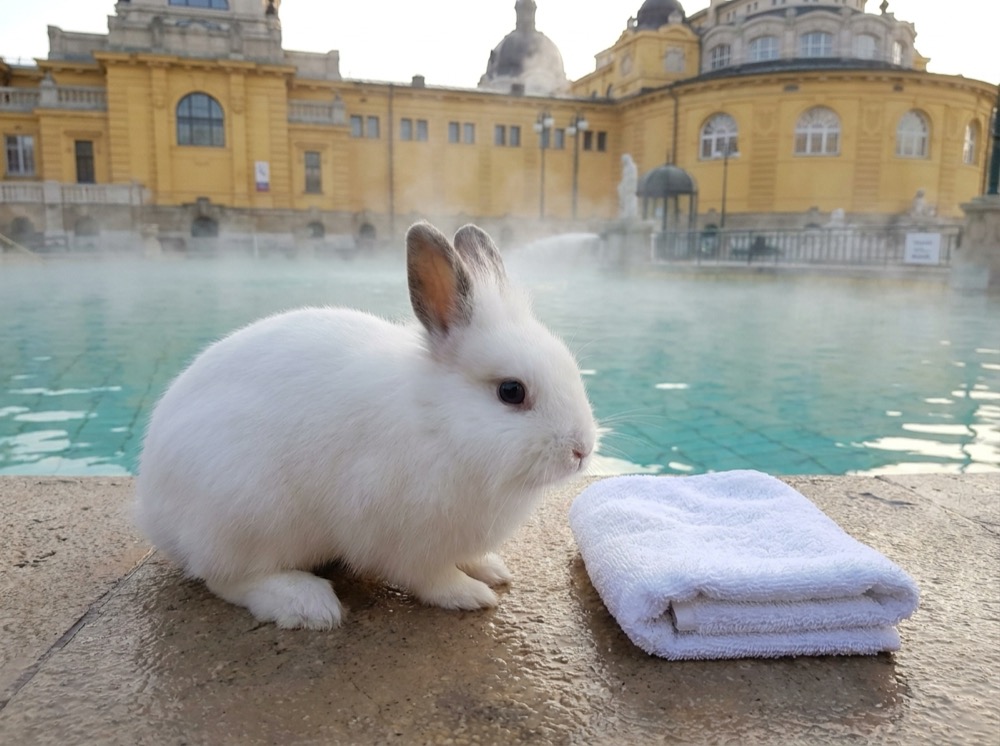 Morty at Széchenyi Baths, Budapest