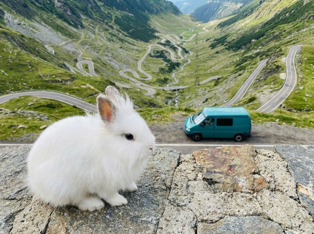 Morty at Transfăgărășan