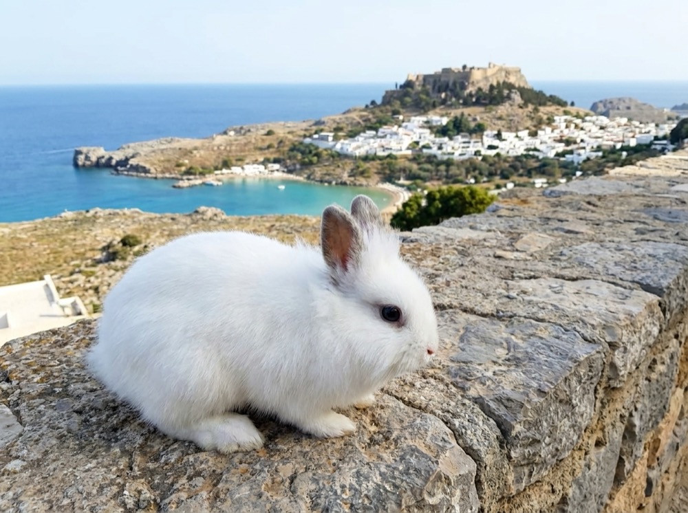 Morty at Lindos, Rhodes