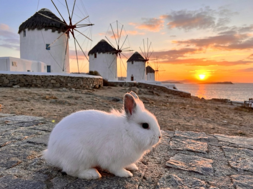 Morty at Windmills of Mykonos