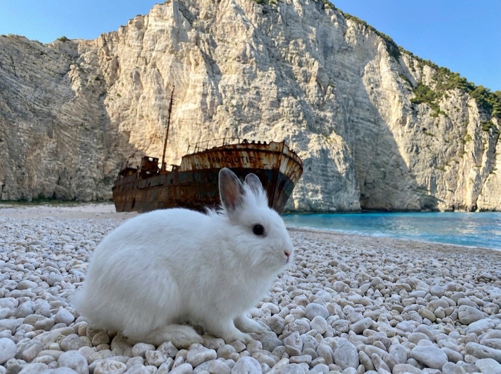 Morty at Navagio Beach, Zakynthos