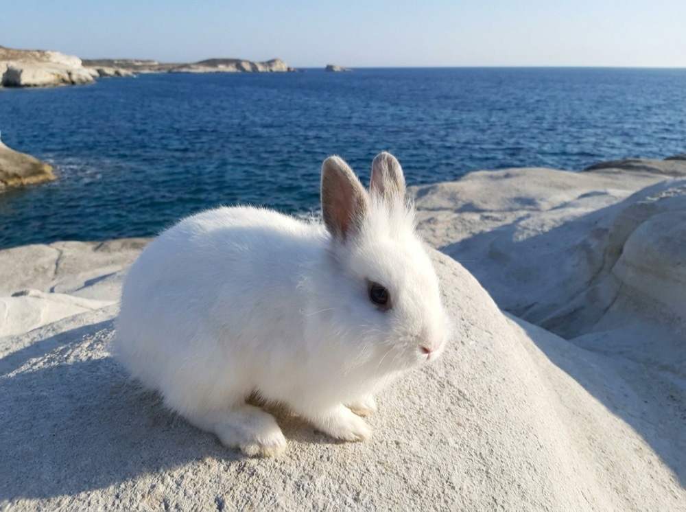 Morty at Sarakiniko, Milos