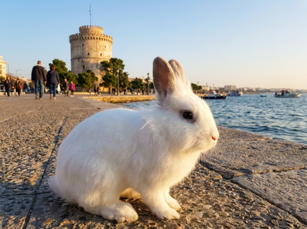 Morty at White Tower, Thessaloniki