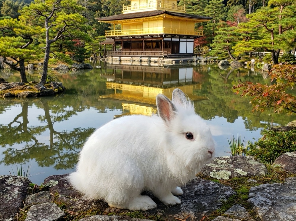 Morty at Kinkaku-ji, Kyoto
