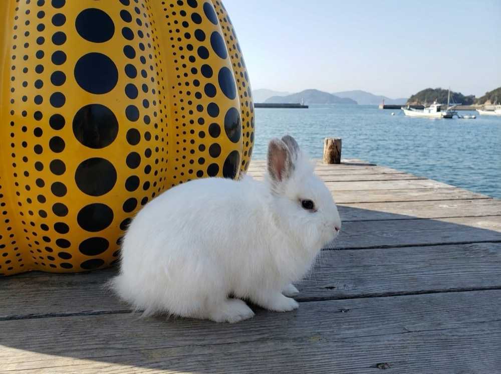 Morty at Naoshima Art Island