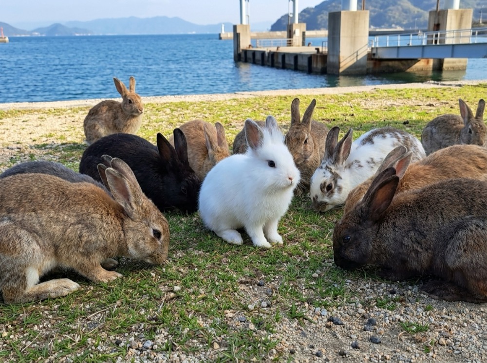 Morty at Ōkunoshima — Bunny Island