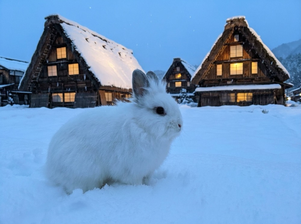 Morty at Shirakawa-go