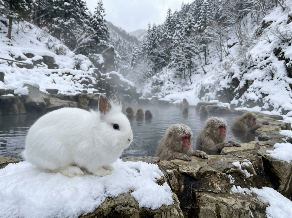 Morty at Jigokudani Snow Monkeys