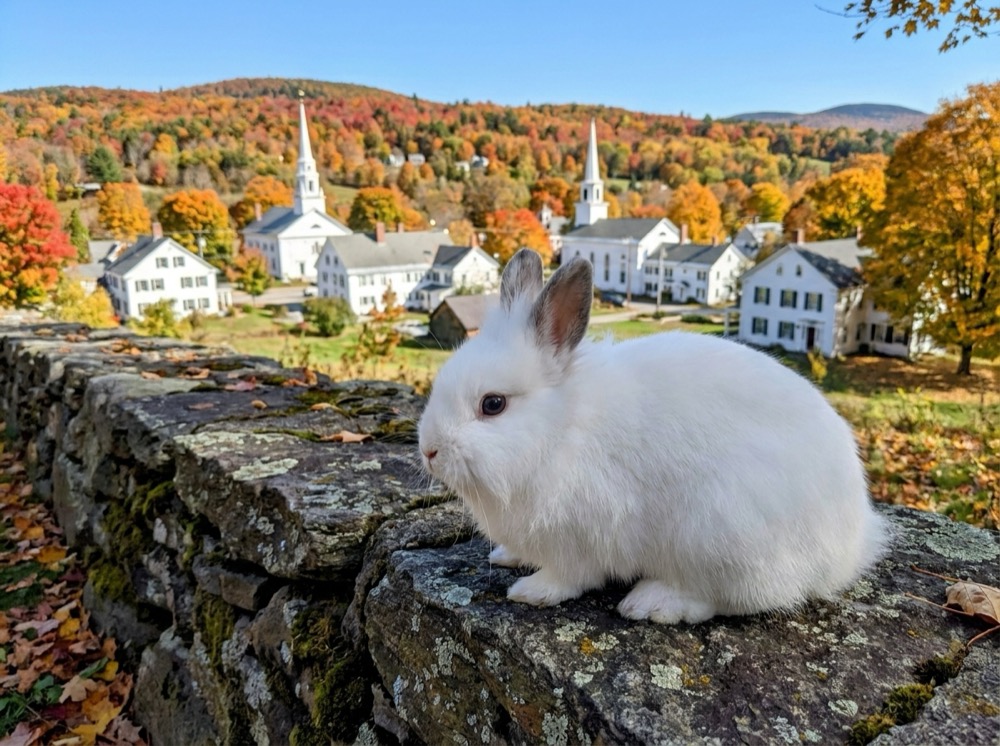 Morty at Litchfield Hills